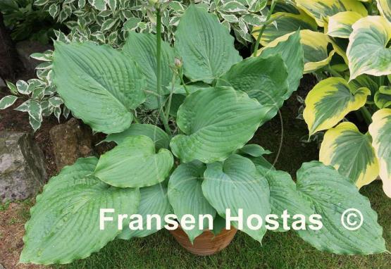 Hosta Brutus